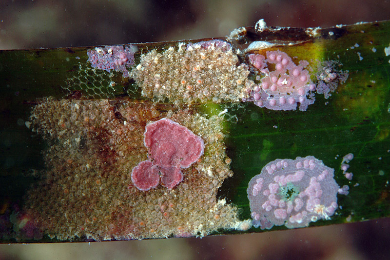 Seconda lezione: la prateria a Posidonia oceanica